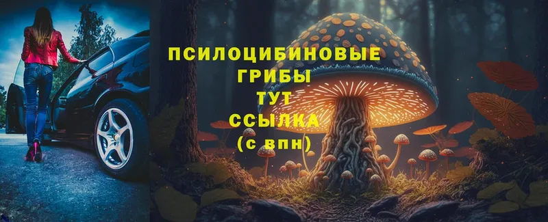 Галлюциногенные грибы Psilocybine cubensis  Зуевка 